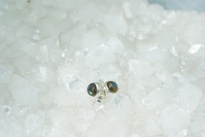 Labradorit-Ohrstecker - rund -925'er Silber